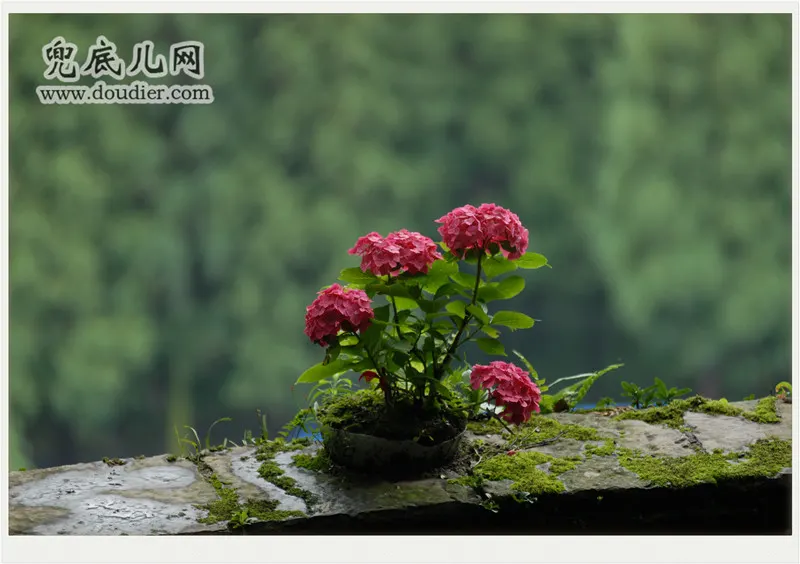 登山时,刚好下了一夜的雨,四处树木郁郁葱葱,美景四溢。远远地,一棵绽放在山腰石墙上的“绣球花”吸引了我的“眼球” 。