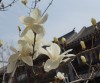 DSC05333_