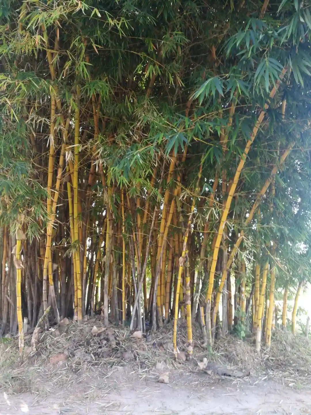 ���ú������