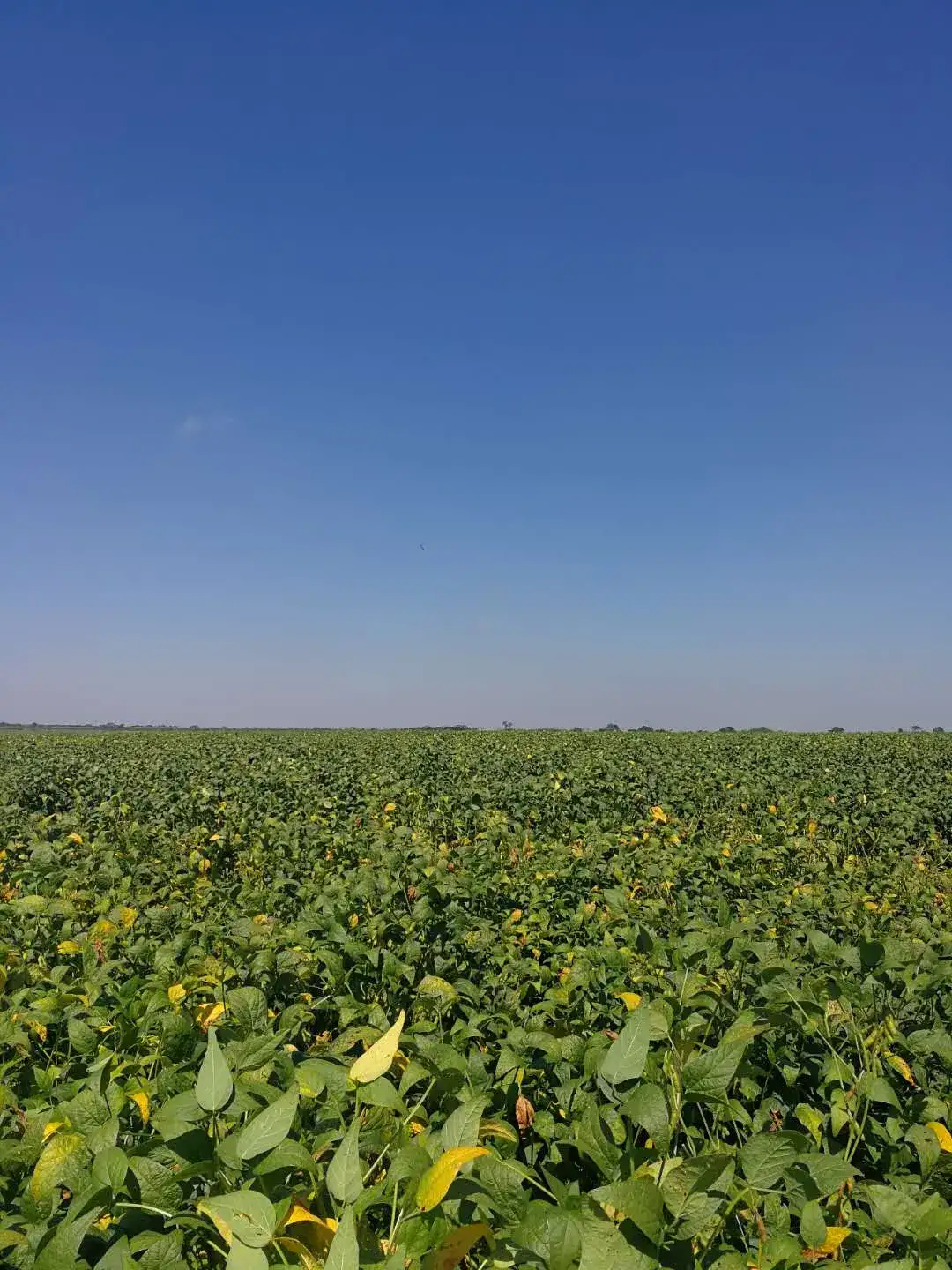 680����󶹣�����ϲ�ˣ�����������