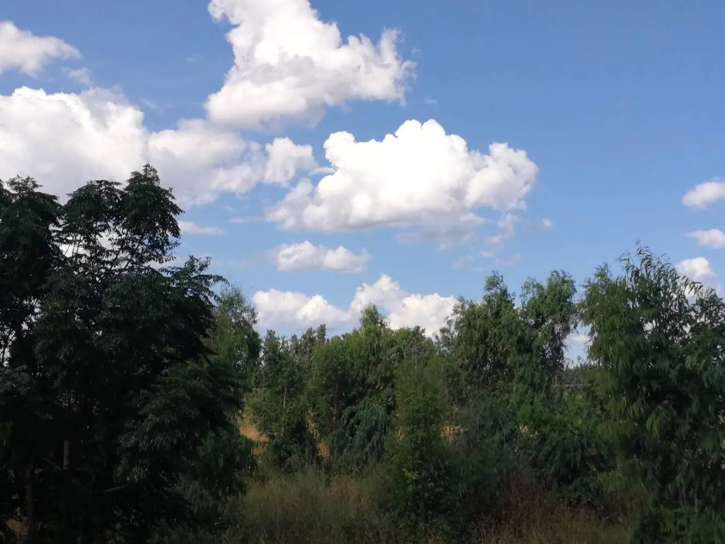 ��Ƭ����50���꣬�Ѿ���һ���й�С�������¡�